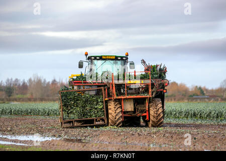 Burscough, Lancashire. 10th Dec 2018. UK Weather: Mechanical harvesting leeks on sodden fields. During spells of wet weather or in damp conditions, leek rust may attack the crops. Leek producers are now struggling to make ends meet according as the cold spring and record dry summer take their toll on a category that is already losing market share. Leeks are tolerant of cold, so harvest is delayed until after the first frosts. According to the British Growers Association  yields are already down 23 per cent. Credit: MediaWorldImages/AlamyLiveNews Stock Photo