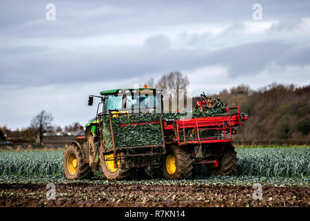 Mechanical harvesting leeks on sodden fields.Burscough, Lancashire. Dec 2018. UK Weather: During spells of wet weather or in damp conditions, leek rust may attack the crops. Leek producers are now struggling to make ends meet as the cold spring and record dry summer take their toll on a category that is already losing market share. Leeks are tolerant of cold, so harvest is delayed until after the first frosts. According to the British Growers Association yields are already down 23 per cent. Stock Photo