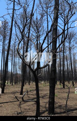 Burned down forest in Portugal, near Aveiro. Dead charred trees after wildfire. Stock Photo