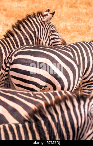 Close up portrait from a zebra in herd of zebras with pattern of black and white stripes. Wildlife scene from nature in savannah, Africa. Safari in Na Stock Photo