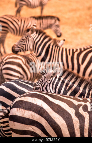 Close up portrait from a zebra in herd of zebras with pattern of black and white stripes. Wildlife scene from nature in savannah, Africa. Safari in Na