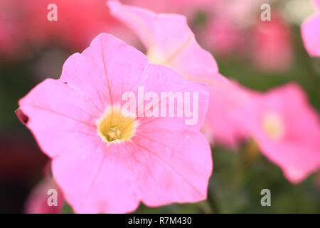 close up. delicate pink Petunia flower on blurred background Stock Photo