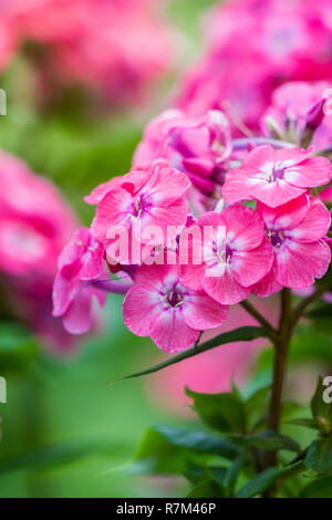 Close-up of beautiful flowering perennial phlox Flowers in Summer. Stock Photo