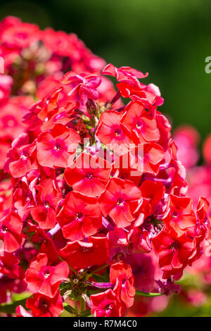 Close-up of beautiful Red Perennial Phlox Flowers. Stock Photo