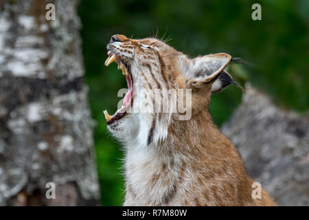 Close up portrait of yawning Eurasian lynx (Lynx lynx) showing teeth and long canines in open mouth Stock Photo