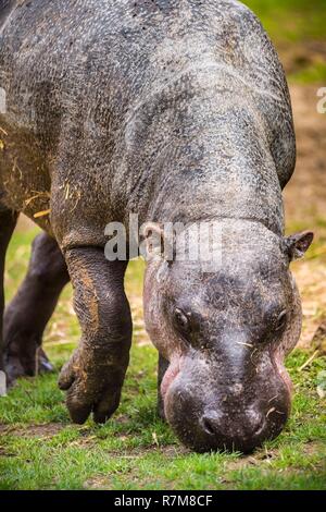 France, Sarthe, La Fleche, La Fleche Zoo, Pygmy Hippopotamus (Hexaprotodon liberiensis) Stock Photo