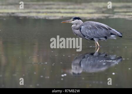 France, Doubs, Brognard, natural area of Allan, Gray Heron (Ardea cinerea) Stock Photo