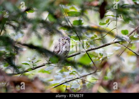 France, Doubs, Great Owl (Glaucidium passerinum) Stock Photo