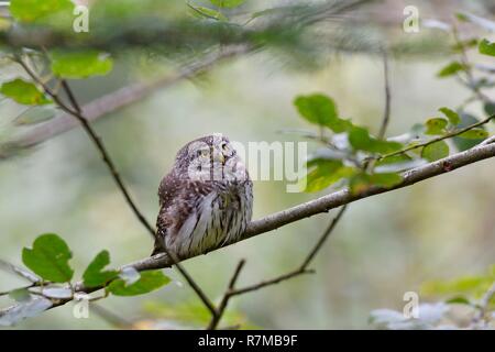 France, Doubs, Great Owl (Glaucidium passerinum) Stock Photo