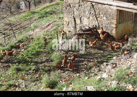 A roost with some hens and chickens scratching about free on a grass floor next to a stone building during a sunny winter day in Riglos, Aragon, Spain Stock Photo