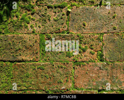 Abandoned brick wall with green mossy plants growing between terracotta bricks Stock Photo