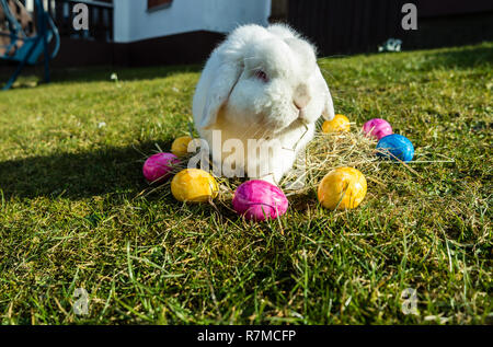 Easter bunny at work Stock Photo