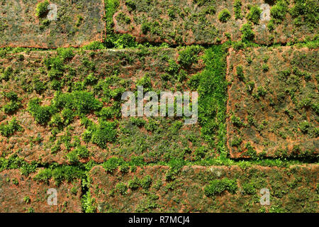 Old terracotta brick wall full of green mossy plants growing Stock Photo