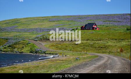 Icelandic landscape on peninsula Vatnsnes. A gravel road along the ocean, two boats on the beach, and a red house surrounded by lupins. Stock Photo