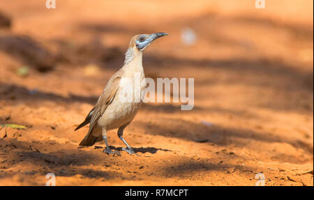 A Little Friarbird, Philemon citreogularis, standing on red soil ground in outback Australia. Stock Photo