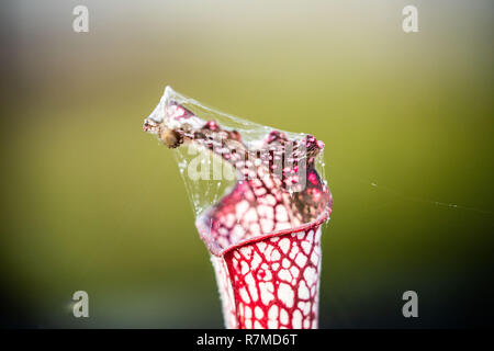 Deadly double trap: a spider web spun around the edges of a carnivorous pant's mouth. Stock Photo