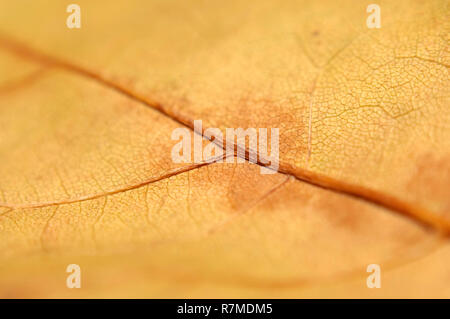 Extreme macro shot with soft focus of a fallen brown-yellow maple tree leaf. Stock Photo
