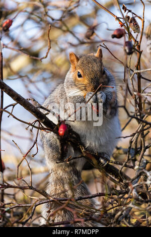 Grey Squirrel tasting a wild berry on a sunny winter morning. Stock Photo