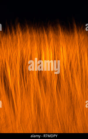 The reed is out of focus in the night Stock Photo