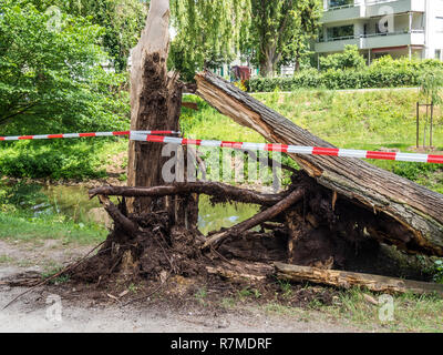 overturned tree storm Stock Photo