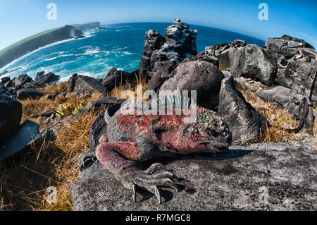 Sea Iguana or Galapagos Marine Iguana (Amblyrhynchus cristatus hassi), Española Island, Galapagos, Ecuador Stock Photo