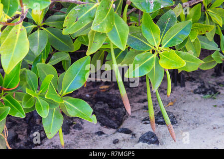 Red Mangrove (Rhizophora mangle), Genovesa Island, Galápagos Islands, Ecuador Stock Photo