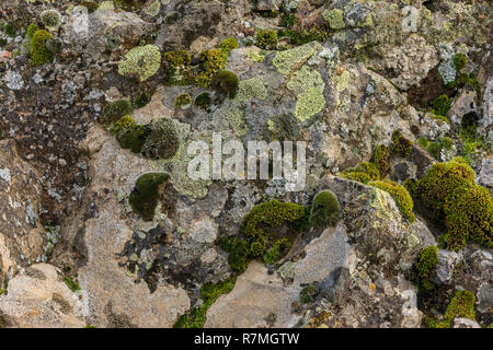 A close up of moss and lichen on the side of a large rock in eastern Washington. Stock Photo