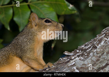 Eastern Fox Squirrel, Sciurus niger Stock Photo