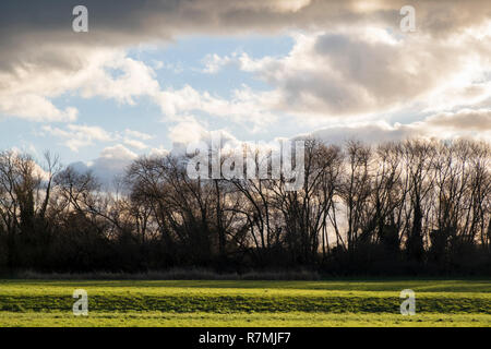 Backlit trees in silhouette against sunlit clouds in Winter, near Holme Pierrepont, Nottinghamshire, England, UK Stock Photo