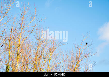 Trees in Winter with a crow perched on the end of a branch, Holme Pierrepont, Nottinghamshire, England, UK Stock Photo