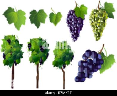 Yellow and blue grapes, winegrapes. Fresh fruit, branch, 3d realistic vector icon set Stock Vector