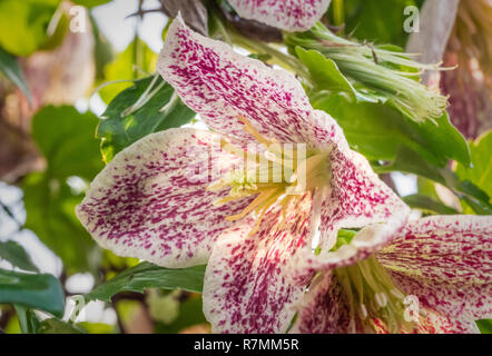 Clematis cirrhosa 'Advent Bells' , Winter flowering evergreen clematis with pink and creamy white flowers between Nov-Feb. Stock Photo