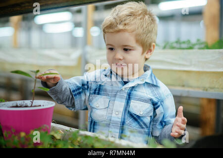 boy planting seeds. little boy planting seeds in greenhouse. boy planting seeds to grow a tree. boy planting seeds and take care of plant Stock Photo