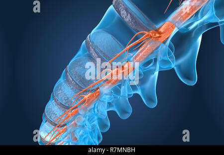 Spine anatomy x-ray macro view, 3d render