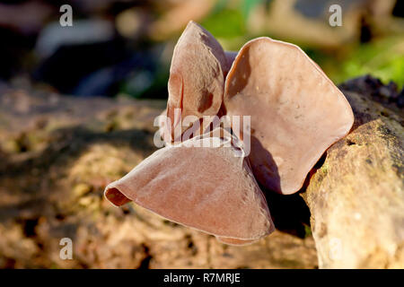 Jelly Ear Fungus (hirneola or auricularia auricula-judae), close up of the fruiting bodies of the fungus formerly known as Jews Ear. Stock Photo