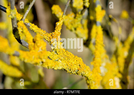 Close up showing detail of a yellow lichen (probably xanthoria parietina). Common names include Yellow Scale, Maritime Sunrise and Shore Lichen. Stock Photo