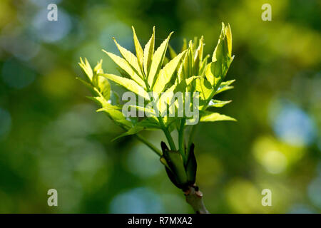 Close up of Ash tree leaves (fraxinus excelsior) emerging from their buds, back-lit by bright spring sunshine. Stock Photo