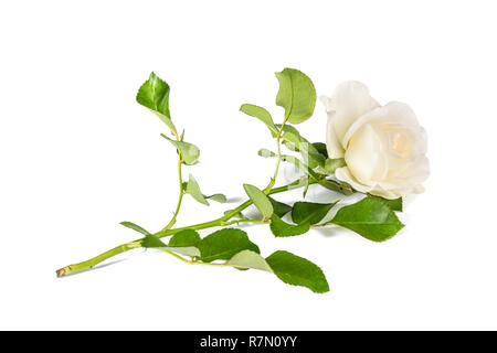 White rose flower isolated on white background Stock Photo