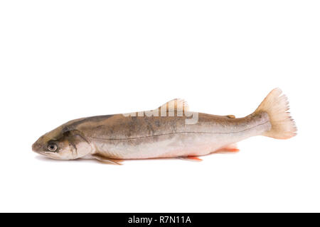 char fish (salvelinus) isolated on white backgrouns Stock Photo