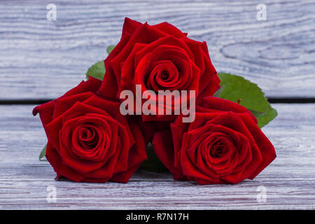 Close up red roses on grey wood. Three scarlet roses on vintage wooden background. Romantic floral background. Stock Photo