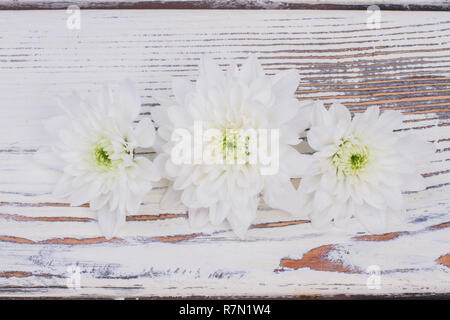 Delicate chrysanthemum flowers on wooden background. Beautiful autumn chrysanthemums on textured wood. Romantic still life. Stock Photo
