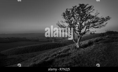 Wind swept tree in a field Stock Photo: 133762449 - Alamy