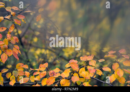 Autumn leaves with blurry background. Soft focus. Stock Photo