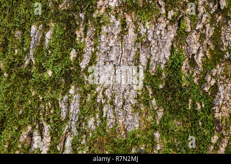 Background texture of the moss on the bark of a tree. Stock Photo