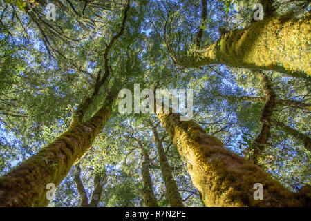 Looking up at trees in native forest, Fiordland New Zealand Stock Photo