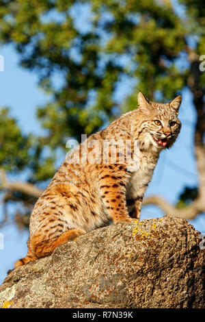 Bobcat (Lynx rufus) sitting on a rock Stock Photo