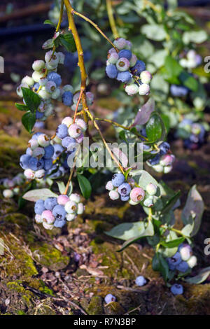 Clusters of colorful, ripening blueberries outside on a blueberry bush in early summer Stock Photo