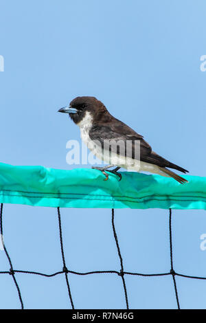 White-breasted woodswallow (Artamus leucorynchus) sitting on a volleyball net, Fiji Stock Photo