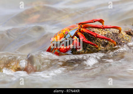 Sally lightfoot crab (Grapsus grapsus) feeding on Chinese Hat island, Galapagos National Park, Ecuador Stock Photo