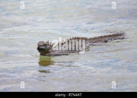 Marine Iguana (Amblyrhynchus cristatus) swimming near Chinese Hat island in Galapagos National Park, Ecuador. This iguana found only on the Galapagos  Stock Photo